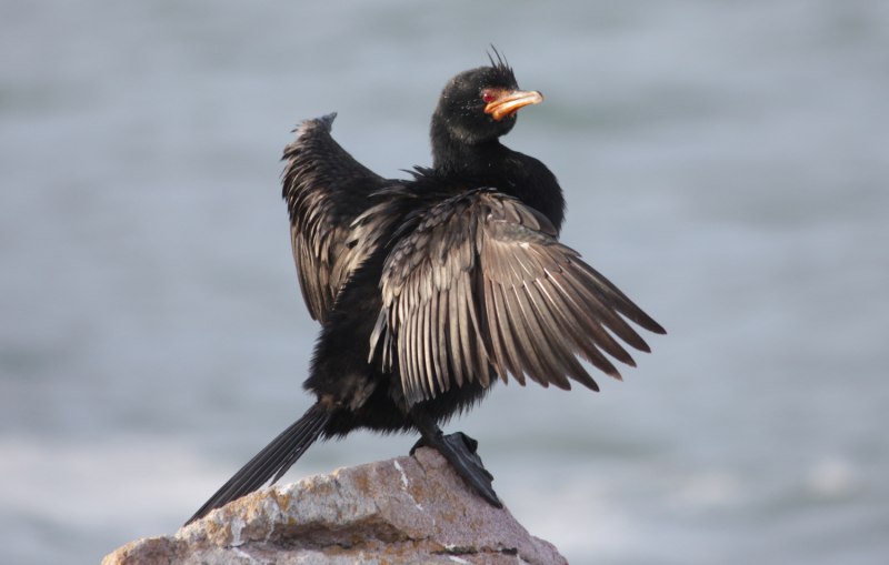 Microcarbo coronatus crowned Cormorant
