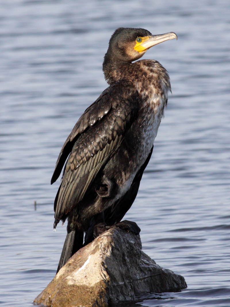 Phalacrocorax Carbo птица