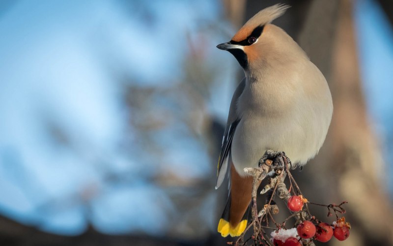Свиристель (Bombycilla garrulus)