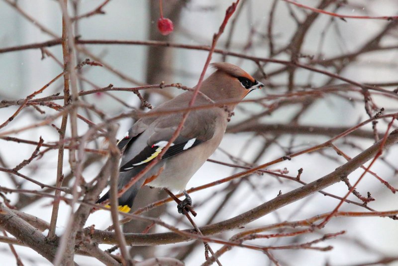 Bohemian Waxwing птица