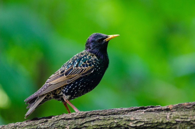 Common Starling Sturnus vulgaris