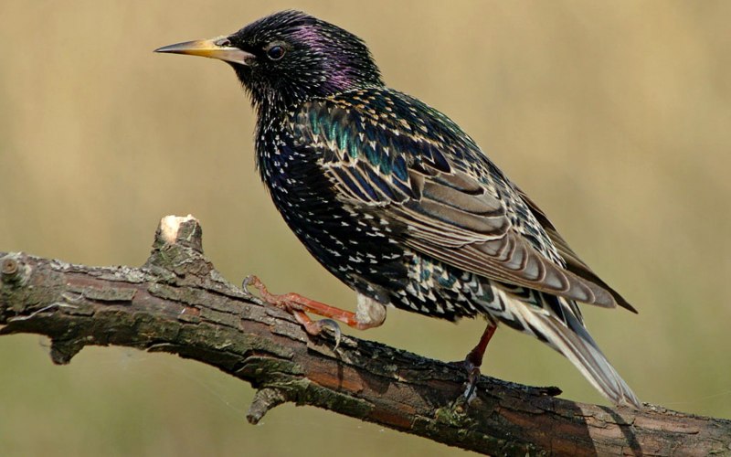 Обыкновенный скворец (Sturnus vulgaris)