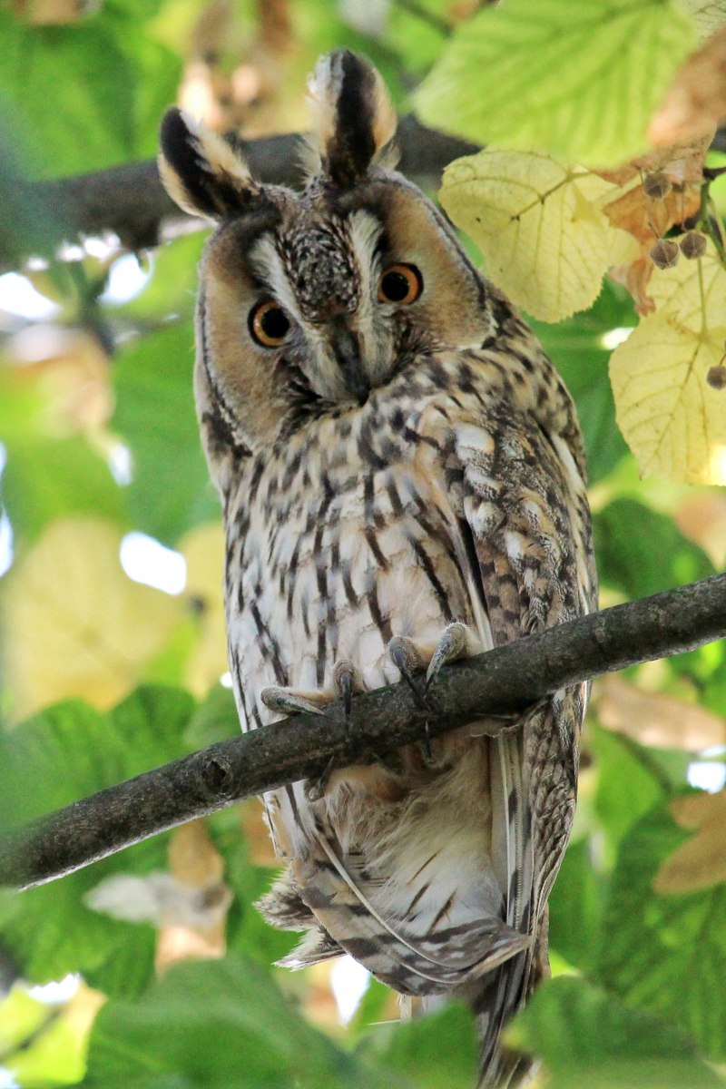 Buha mare (Bubo Bubo)