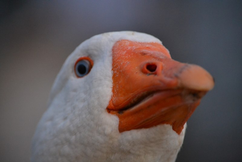 Долан дарк