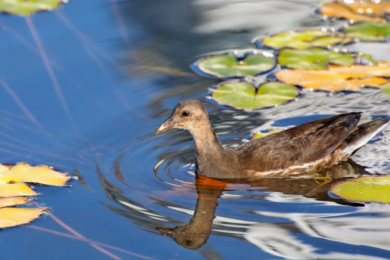 Большая поганка Podiceps cristatus Эвенкии