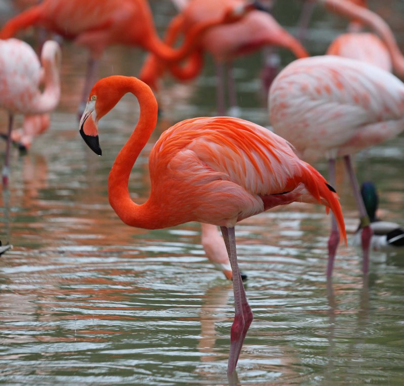 Розовый фламинго птицы (46 фото)