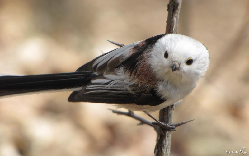 Grallina cyanoleuca