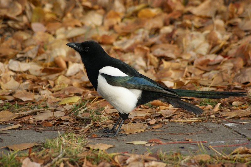 Кулик-сорока Haematopus ostralegus