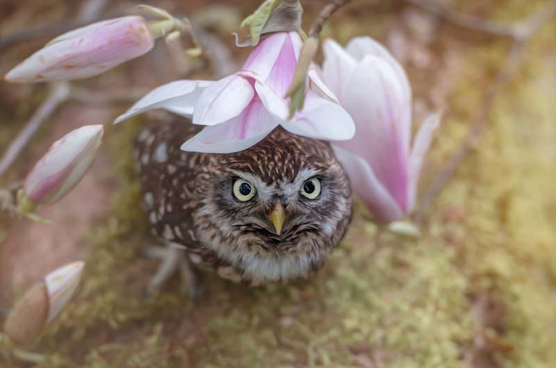 Шмель с кошачьей