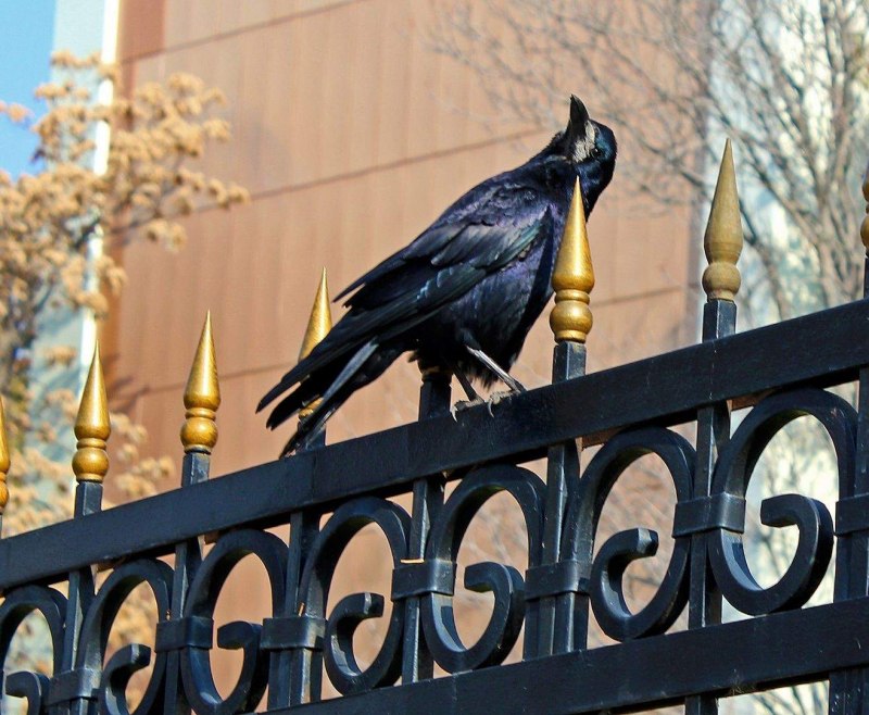 Вороны в городе