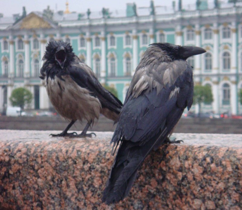 Ворон в Питере