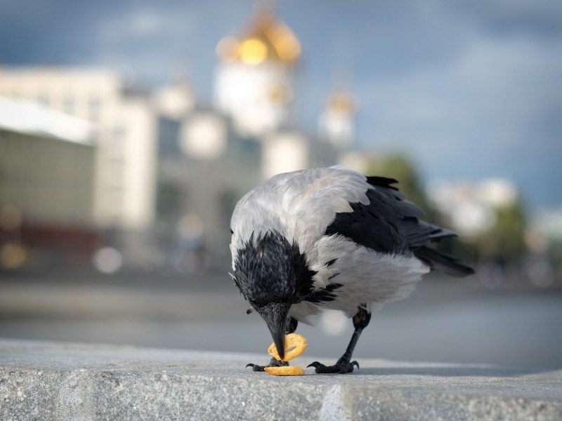 Вороны в городе