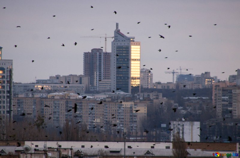 Ворона над Москвой