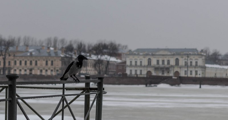 Ворон Таежный Таежный ворон