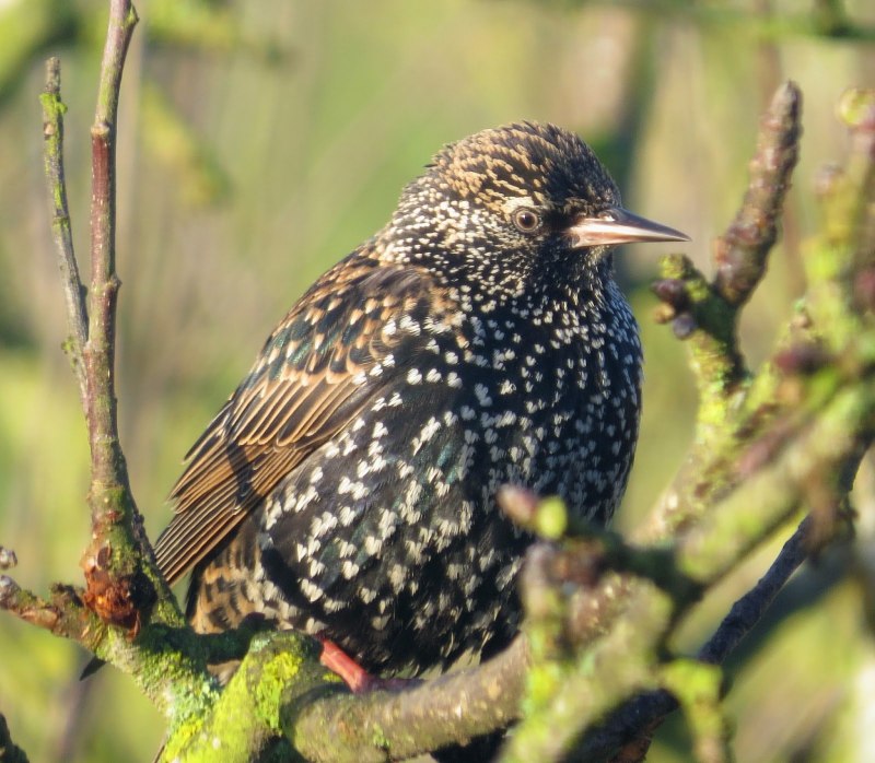 Скворец обыкновенный ‒ Sturnus vulgaris (l., 1758)