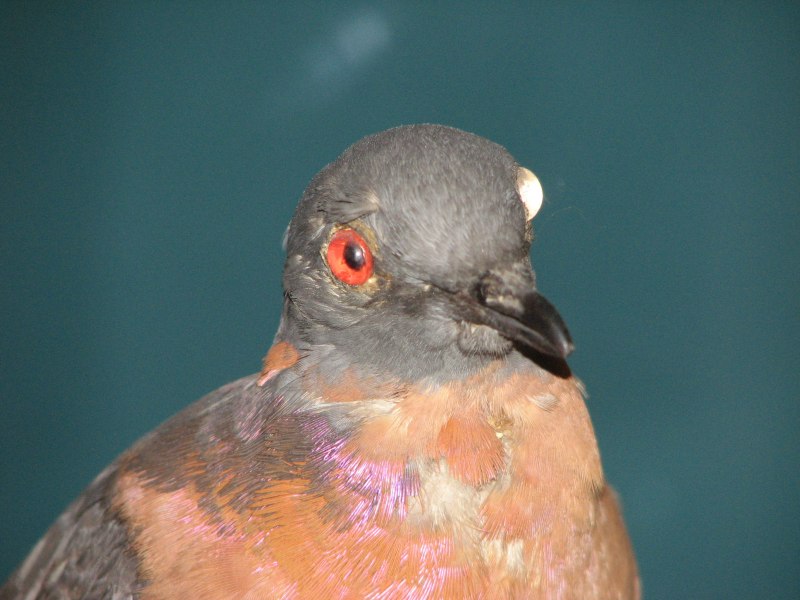 Ectopistes migratorius