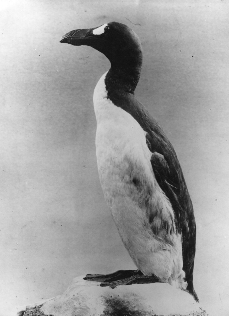 Гигантский Ибис (Thaumatibis gigantea)