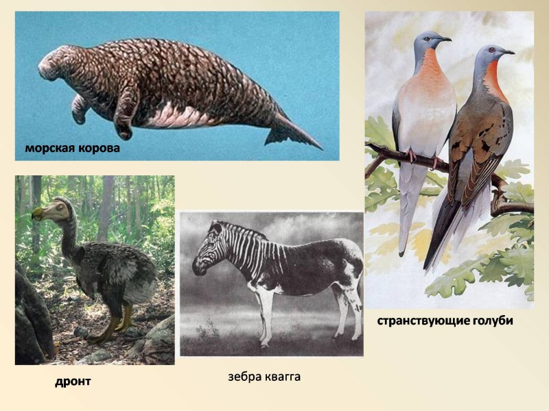 Шлемоносный Манакин-арарипе