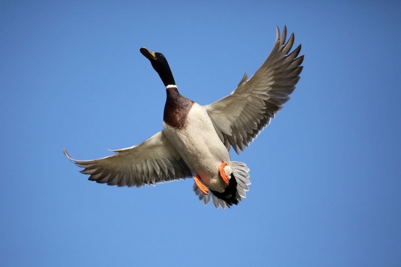 Bird Fly
