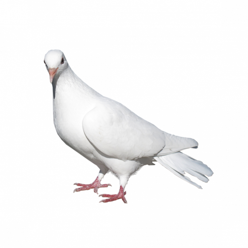Белый голубь
