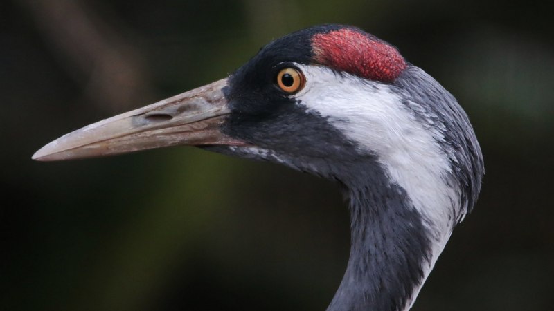Японский (Уссурийский) журавль Grus japonensis