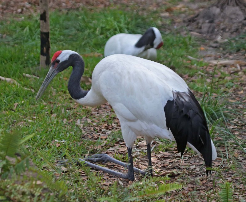 Японский (Уссурийский) журавль Grus japonensis