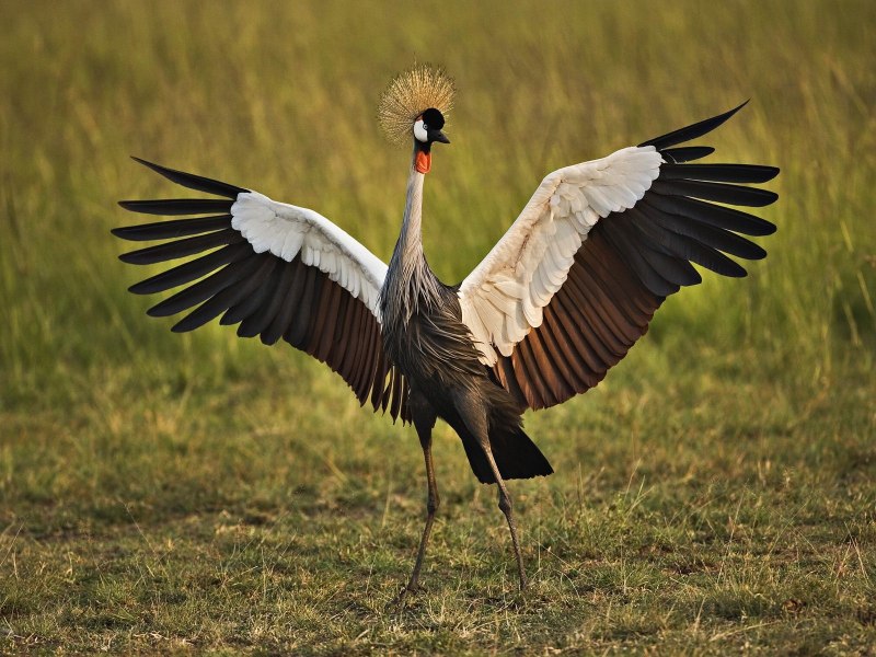 Журавль фото длинный зверь