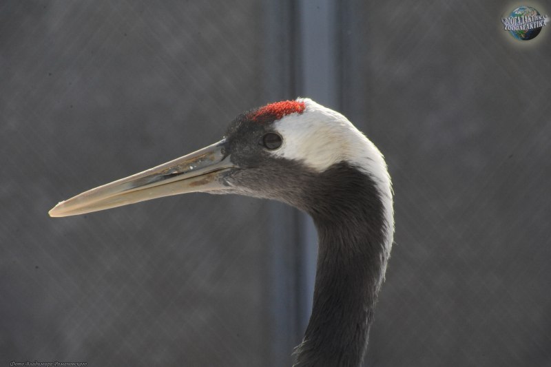 Grus japonensis