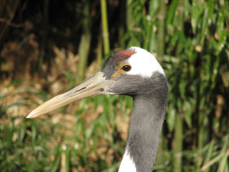 Grus japonensis