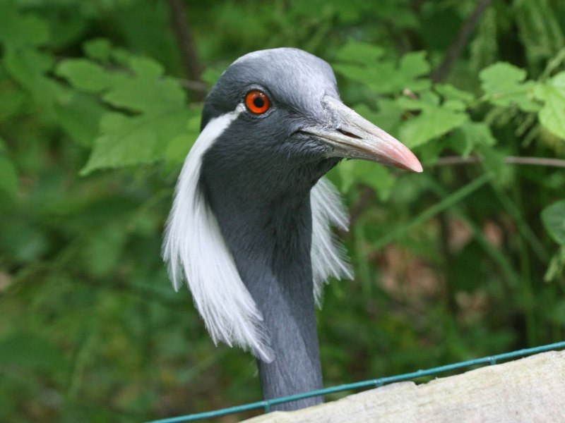 Журавль красавка