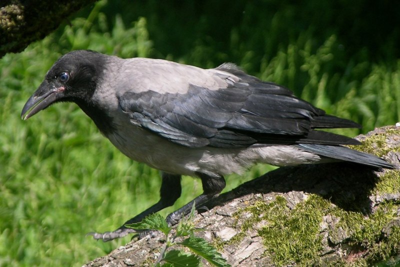 Raven vs Crow
