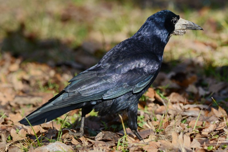 Грач (Corvus frugilegus)