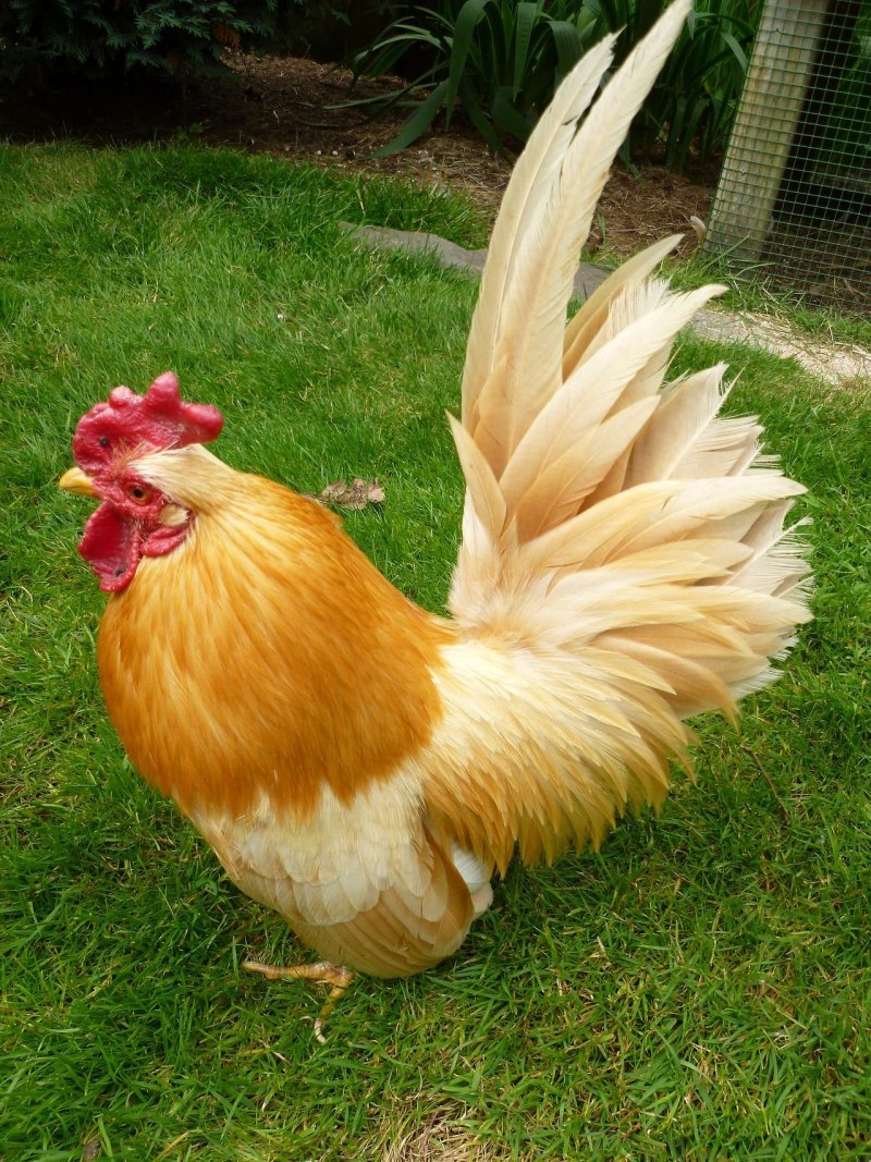 Bantam петух карликовый