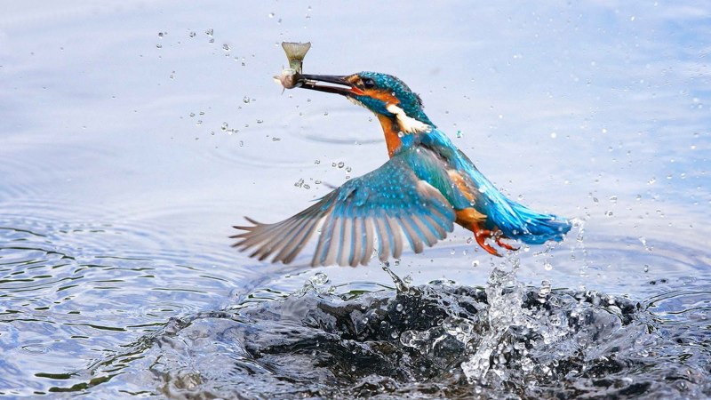 Утка под водой