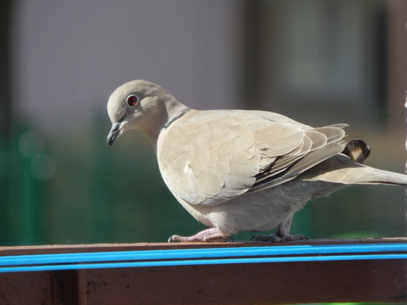Dove голубь