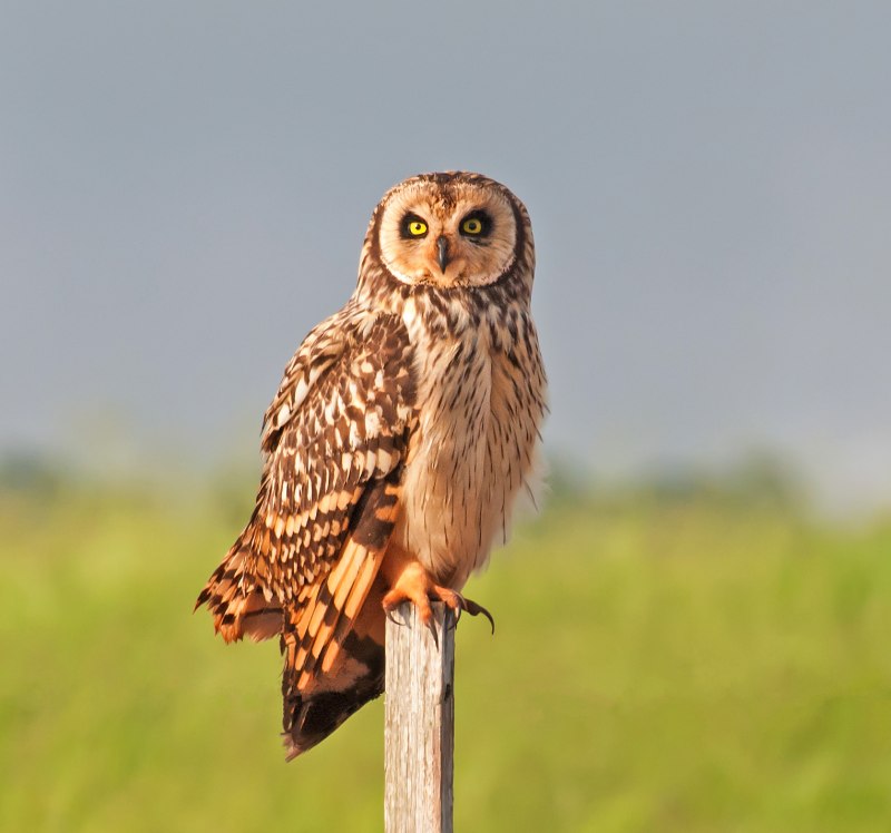 ASIO flammeus