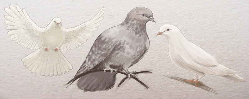 Голубь раскраска