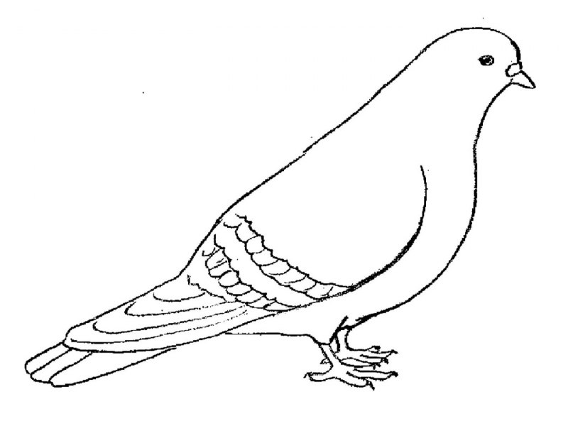 Голубь фото рисунок
