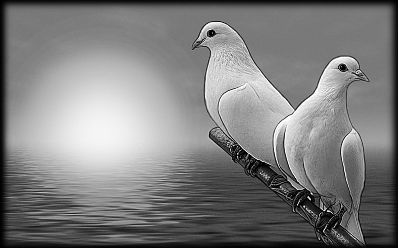 Голубь рисунок
