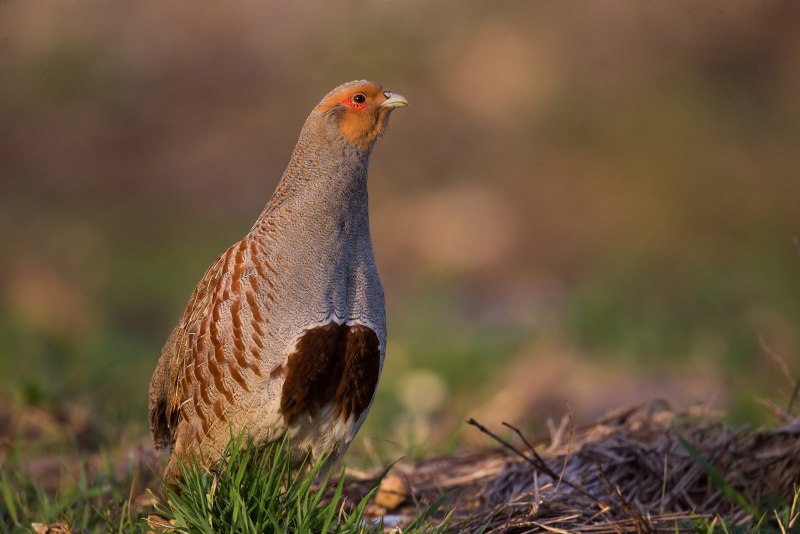 Серая куропатка (Perdix Perdix)