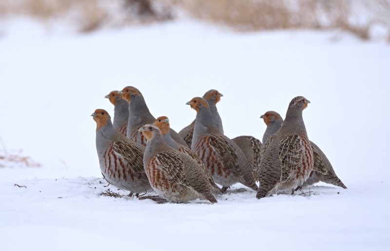 Perdix dauurica