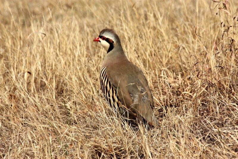 Серая куропатка (Perdix Perdix)