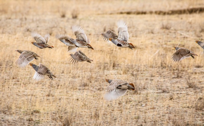 Серая куропатка (Perdix Perdix)
