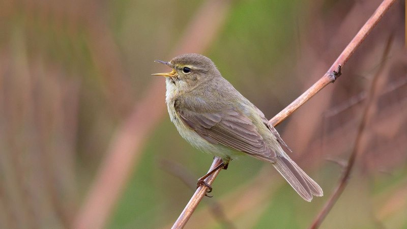Phylloscopus collybita яйцо