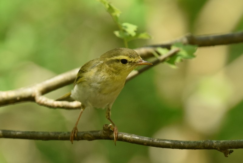 Пеночка-трещотка Phylloscopus sibilatrix