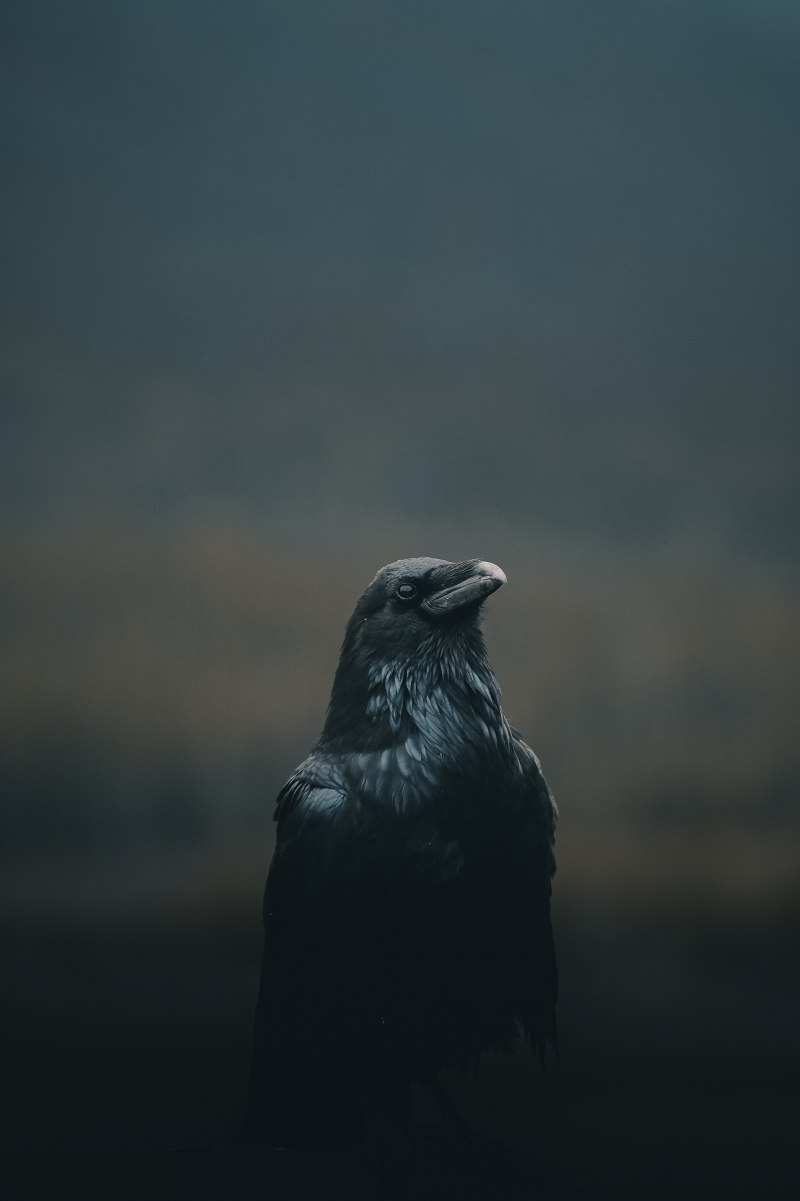 Одинокий ворон