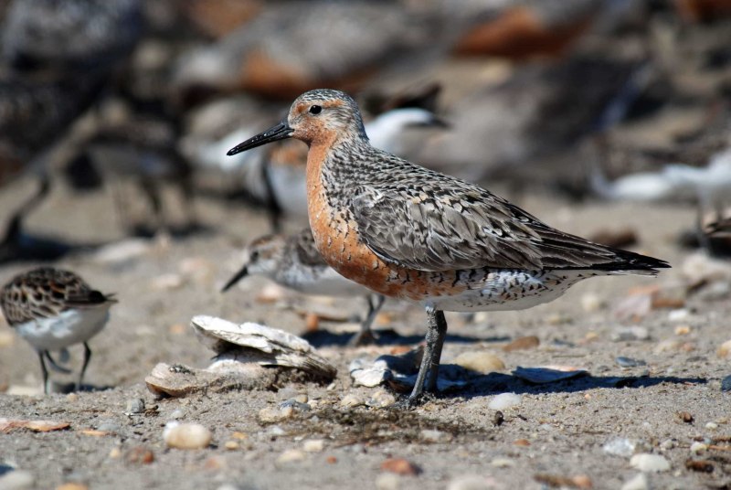 Кулик-Воробей (Calidris minuta)