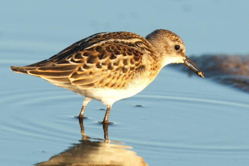 Исландский песочник (Calidris canutus)