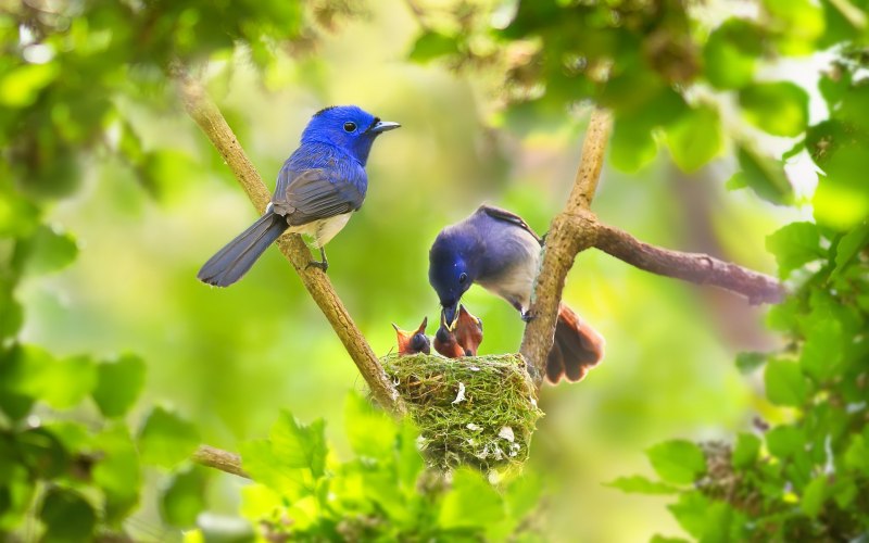 Природа птицы