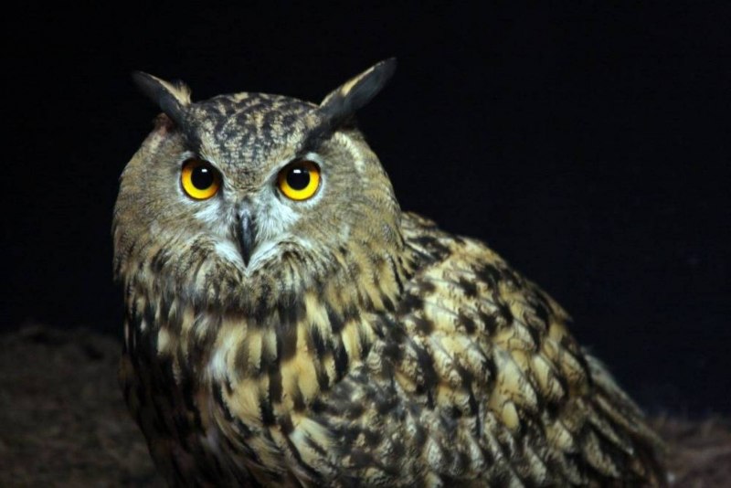 Филин (the Owl) 1991